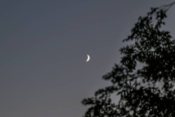 istock Beautiful shot of a half-moon with tree branches in front 1435349881