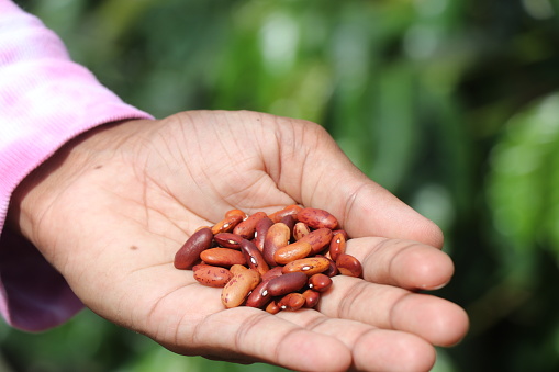 Dried red bean seeds holding in hand on a nature background