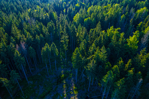 Dead brown spruces in a diagonal row between green healthy deciduous trees on a slope in the Harz Mountains