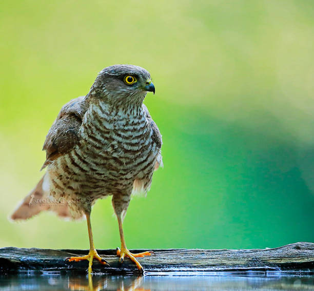 istock Creative  Hungary wildlife Pictures 1435351658