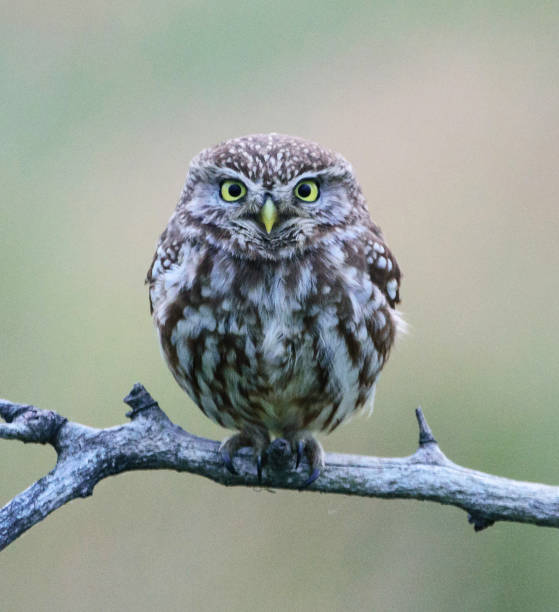 istock Creative  Hungary wildlife Pictures 1435351675