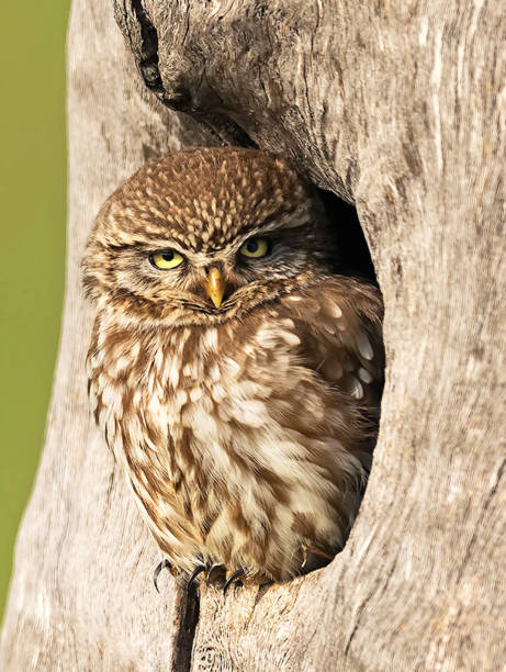 istock Creative  Hungary wildlife Pictures 1435351718