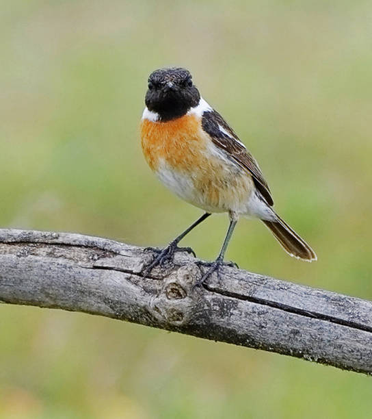 istock Creative  Hungary wildlife Pictures 1435351755