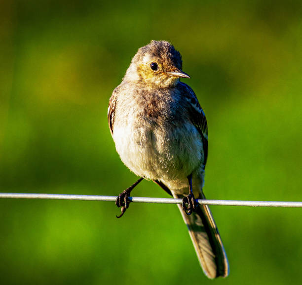 istock Creative  Hungary wildlife Pictures 1435351827