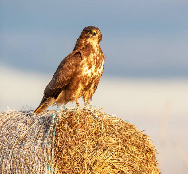 istock Creative  Hungary wildlife Pictures 1435352226