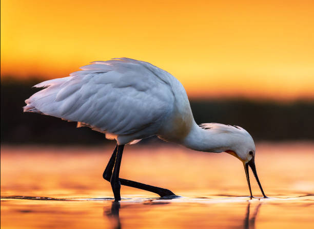 istock Creative  Hungary wildlife Pictures 1435352345