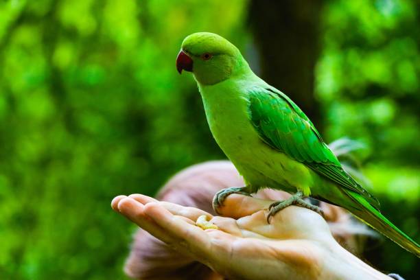 Echo parakeet (Psittacula eques) on a hand An echo parakeet (Psittacula eques) on a hand echo parakeet stock pictures, royalty-free photos & images