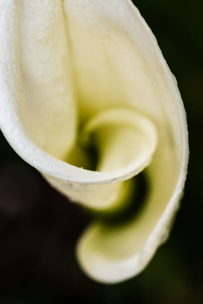 Close-up image of Kala flower. White Kala Flower. A section of the Kala flower.