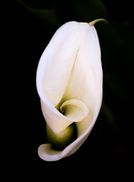 istock White Kala flower on black background 1435353790