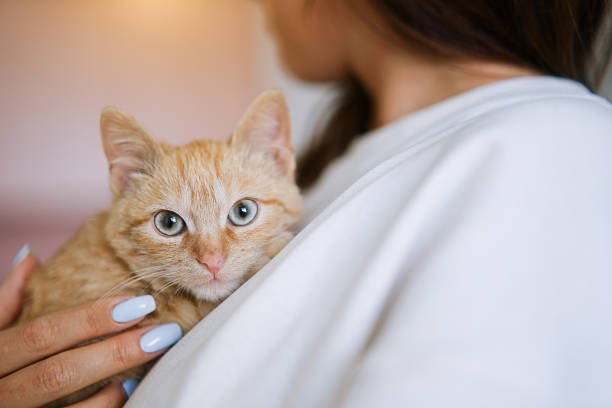 istock Kitten in the hands of the hostess 1435354292