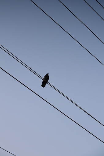 A lone crow observes from a perch on a power line in a residential neighborhood in Surrey, British Columbia. Background shows a blue sky with some atmospheric haze from wildfire smoke in October.