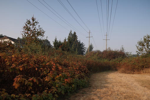 Rows of utility poles extend above a parched green belt in the Fleetwood-Tynehead neighborhood of Surrey, British Columbia. Drought conditions and atmospheric haze from wildfire smoke in autumn.