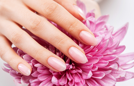 Women's hands with a beautiful pale pink manicure. The girl is holding a lilac chrysanthemum. Professional care for hands.