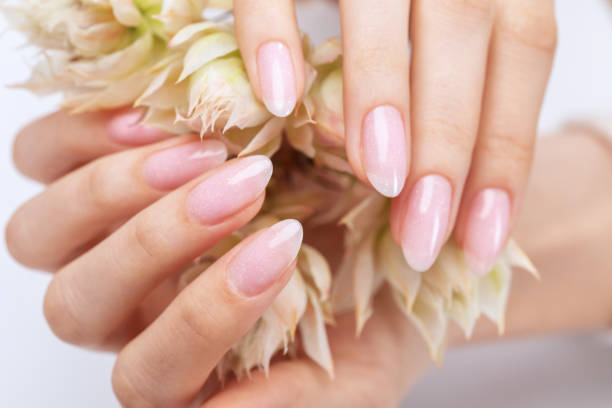 Women's hands with a beautiful pale pink manicure. The girl is holding a white flower. Professional hand care in a beauty salon. stock photo