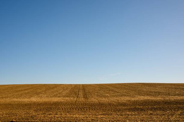 istock Empty wheat plowed field and a bright blue sky on a sunny day 1435354902