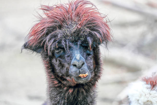 istock lama, Alpaca looking at the camera. 1435356590