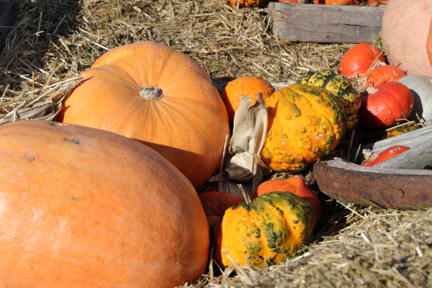 istock a pumpkin decorated on halloween 1435357365