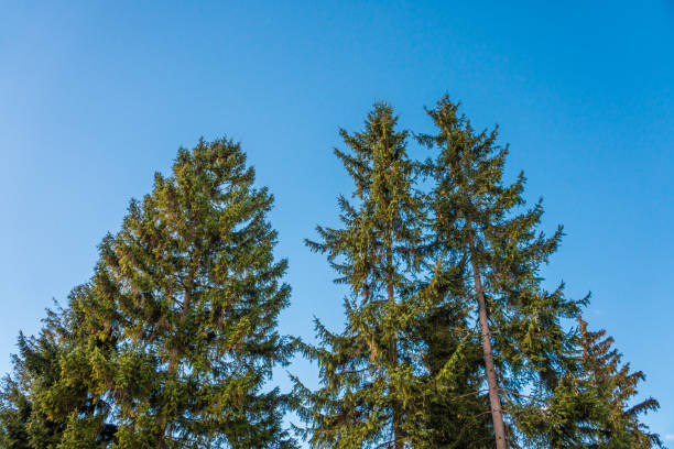 istock Coniferous trees in the forest. Pine trees. Big dark green coniferous tree. Christmas tree. 1435357462