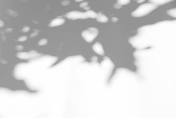 istock Abstract leaves natural shadow overlay on white texture background, for overlay on product presentation, backdrop and mockup 1435357758