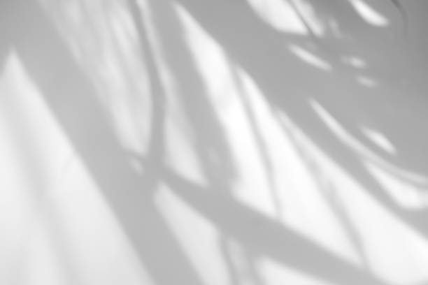 istock Abstract leaves natural shadow overlay on white texture background, for overlay on product presentation, backdrop and mockup 1435357778