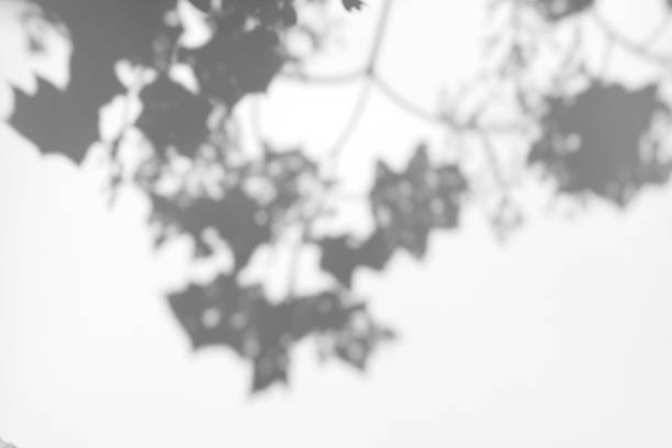 istock Abstract leaves natural shadow overlay on white texture background, for overlay on product presentation, backdrop and mockup 1435357782