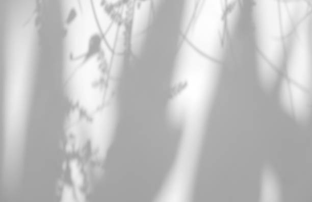 istock Abstract leaves natural shadow overlay on white texture background, for overlay on product presentation, backdrop and mockup 1435357783