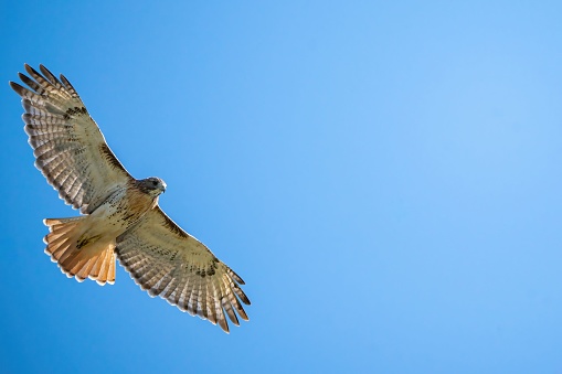 A low angle shot of a red-tailed hawk against a blue sky