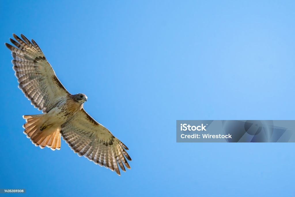 Low angle shot of a red-tailed hawk against a blue sky A low angle shot of a red-tailed hawk against a blue sky Red-tailed Hawk Stock Photo