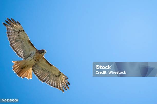 Low Angle Shot Of A Redtailed Hawk Against A Blue Sky Stock Photo - Download Image Now