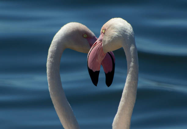 Flamingoes re numerous in the birding paradise of Strandfontein in Cape Town, South Africs
