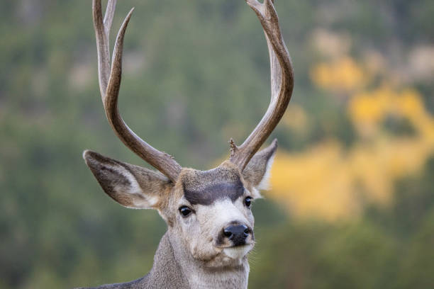istock Mule Deer Buck in Rocky Mountain National Park 1435366567