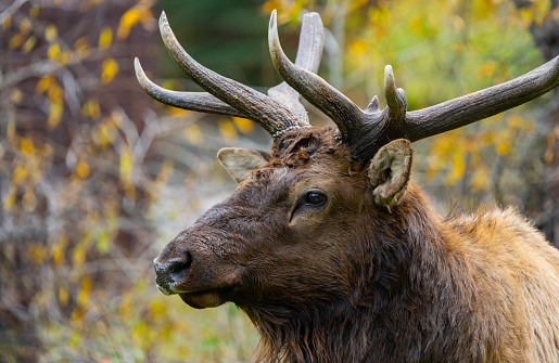 Bull elk displays his antlers during the fall rut in Rocky Mountain National Park in Colorado.