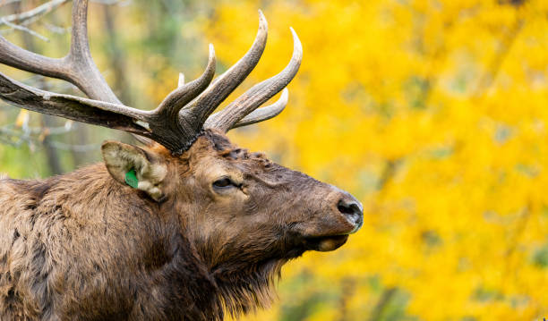 Bull elk displays his antlers during the fall rut in Rocky Mountain National Park in Colorado.