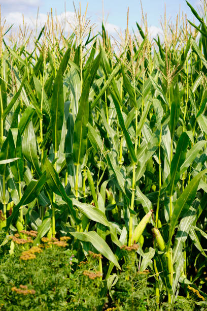 istock A picture of a corn field 1435366797