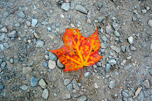 A picture close-up of a colored fallen maple leaf in autumn