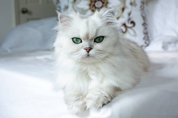 แมวเปอร์เซียสีขาว - purebred cat ภาพสต็อก ภาพถ่ายและรูปภาพปลอดค่าลิขสิทธิ์