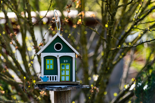 Cute Colorful Bird House Hanging on Tree in the Garden