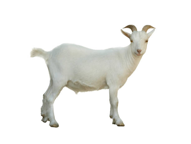istock pygmy goat isolated on white background 1435373763