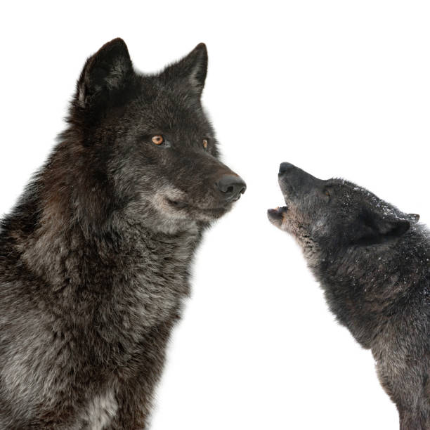 istock canadian black wolf isolated on white background 1435373887