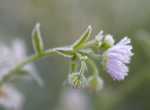 The frozen chamomile flower covered with morning frost