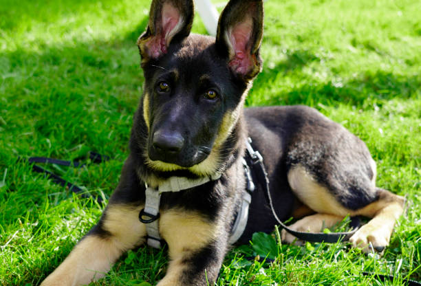 istock Young german shepherd dog in the grass 1435375176
