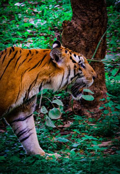 istock Vertical of a tiger walking in the forest. 1435377615