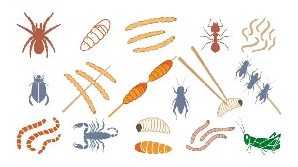 Vector illustration of Edible colored insects set