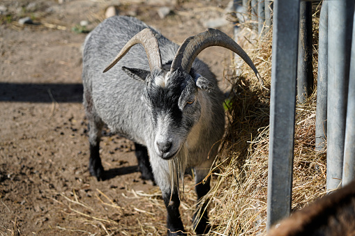 The Barbary sheep arrui or aoudad is a species of caprid native to rocky mountains in North Africa.