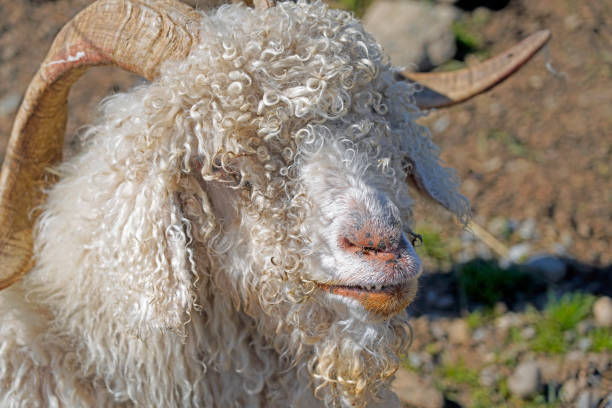 uma cabra de angora branca de lã longa com chifres - angora wool - fotografias e filmes do acervo