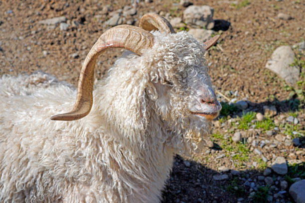istock A long wool white angora goat with horns 1435378283