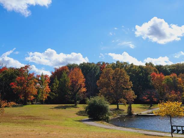 istock Colorful trees across meadow by lake 1435379697