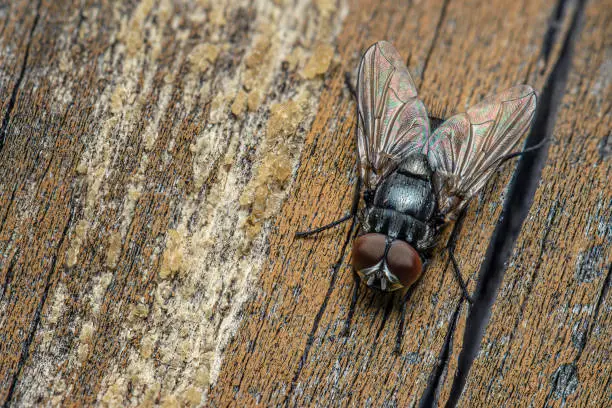 Photo of Macro portrait of the Fly with on the weathered wooden board