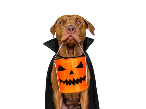 istock Charming, lovable brown dog and Count Dracula costume 1435382597