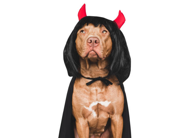 istock Charming, lovable brown dog, fancy dress and devil horns 1435383155